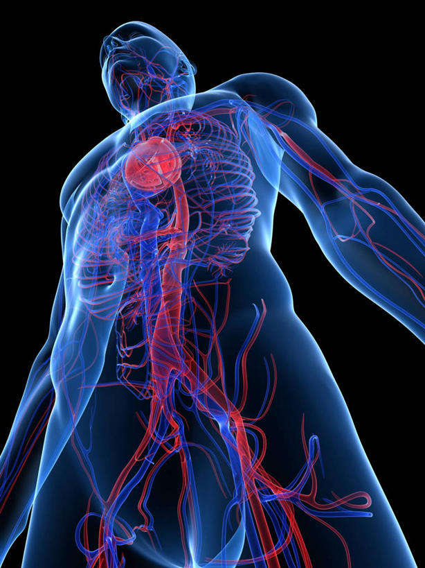 内脏,心脏,动脉,静脉,血管,一个人,无人,站,竖图,插画,室内,白天,正面,数码,科技,仅一个男性,仅一个人,阴影,黑色背景,科学,网络,医学,高光,几何,计算机图形,合成,图画,画,仅一个年轻男性,站着,人体,电脑合成图,数码合成图,生物学,心血管系统,人体器官,张开五指,器官,合成图,封闭,漫画,心血管,心房,心室,写实,具体,具象,血液循环,自然科学,博物学,生物科学,男人,男性,年轻男性,心,站立,彩图,全身,管道系统,五指张开