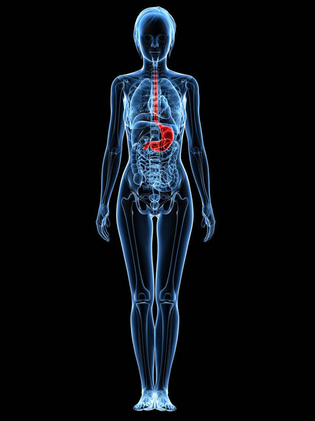 腹部,内脏,胃,动脉,静脉,一个人,无人,站,竖图,插画,室内,白天,正面,数码,科技,仅一个年轻女性,仅一个女性,仅一个人,阴影,黑色背景,科学,网络,医学,高光,几何,计算机图形,合成,图画,画,红色,蓝色,站着,人体,电脑合成图,数码合成图,生物学,人体器官,器官,合成图,漫画,写实,具体,具象,自然科学,博物学,生物科学,年轻女性,女人,女性,胃部,站立,彩图,全身