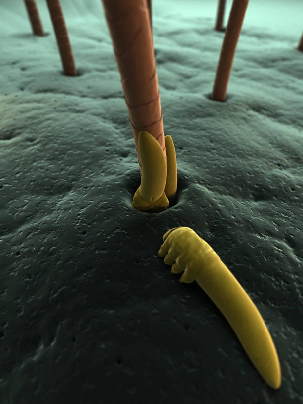 无人,竖图,插画,室内,白天,正面,数码,科技,阴影,网络,昆虫,高光,几何,计算机图形,合成,图画,画,一只,绿色,动物,趴着,爬,皮肤,电脑合成图,数码合成图,毛发,合成图,节肢动物,漫画,写实,具体,具象,害虫,螨虫,毛孔,趴,彩图,毛囊虫,蠕形螨