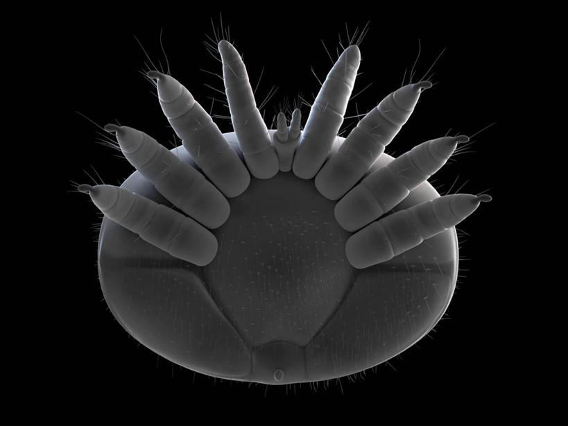 无人,横图,插画,室内,白天,仰视,数码,科技,阴影,黑色背景,网络,昆虫,高光,几何,计算机图形,合成,图画,画,一只,灰色,动物,趴着,电脑合成图,数码合成图,合成图,节肢动物,漫画,写实,具体,具象,害虫,柔和,大方,细致,螨虫,中间色,朴素,平稳,趴,彩图,低角度拍摄,全身,蜱螨,厉螨,蜜蜂螨