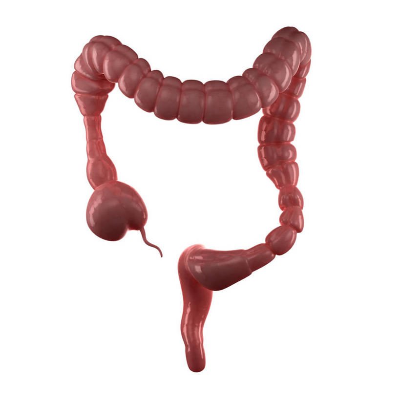 内脏,肠,动脉,静脉,无人,方图,插画,室内,白天,白色背景,正面,数码,科技,阴影,科学,网络,医学,高光,几何,计算机图形,合成,图画,画,粉色,疼痛,人体,电脑合成图,数码合成图,疾病,生物学,人体器官,器官,合成图,痛苦,漫画,写实,具体,具象,结肠,自然科学,博物学,生物科学,彩图,肠绞痛,肠痉挛,腹痛,痉挛性肠绞痛