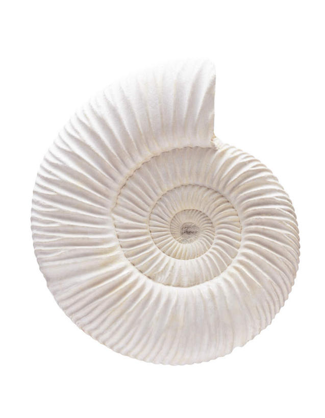 无人,竖图,室内,特写,白天,白色背景,正面,静物,贝壳,化石,一个,摄影,影棚,单个,螺纹,菊石,贝类外壳,海螺壳,软体动物外壳,彩图,影棚拍摄,拍摄,罗纹