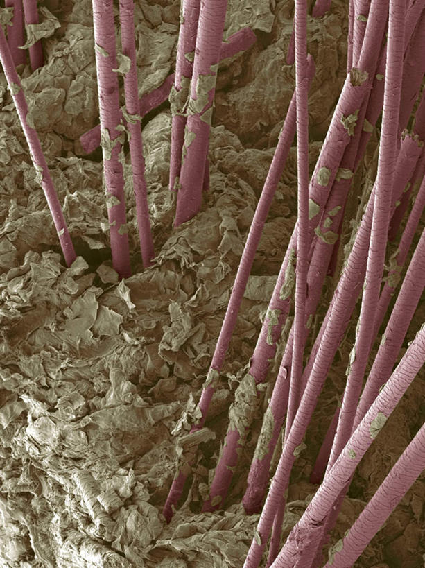 头发,无人,竖图,插画,室内,白天,正面,数码,科技,一排,许多,阴影,整齐,网络,医学,褐色,很多,高光,几何,计算机图形,合成,图画,画,排列,红色,生物,电脑合成图,数码合成图,医疗,生物学,队列,漫画,真皮,生理学,写实,具体,具象,彩图