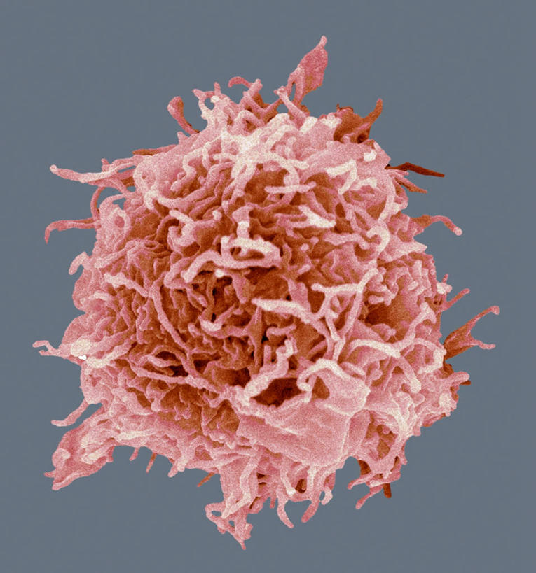 无人,竖图,插画,室内,特写,白天,正面,数码,科技,静物,阴影,灰色背景,网络,医学,细胞,高光,几何,计算机图形,合成,图画,画,人体,电脑合成图,数码合成图,生物学,血细胞,漫画,生理学,写实,具体,具象,免疫系统,彩图,免疫学