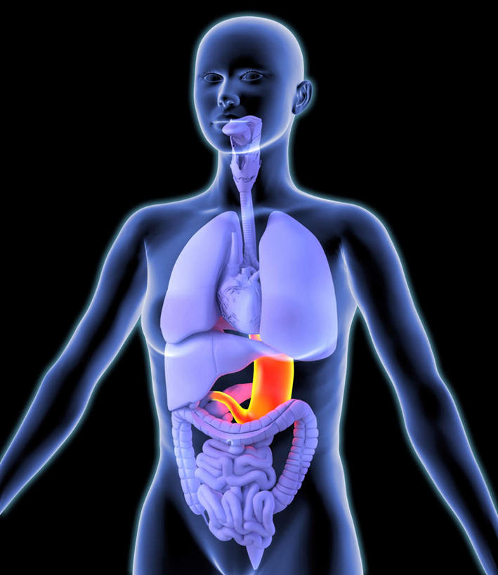 腹部,内脏,胃,动脉,静脉,无人,竖图,室内,白天,正面,数码,科技,静物,阴影,黑色背景,网络,医学,高光,几何,计算机图形,合成,模型,身体,人体,电脑合成图,数码合成图,生物学,人体器官,器官,生理学,写实,具体,具象,解剖学,胃部,半身,彩图