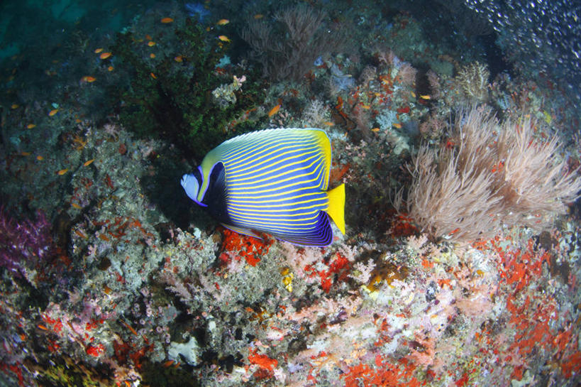 游泳,无人,横图,俯视,室外,白天,旅游,度假,海底,水下,海浪,海洋,美景,马尔代夫,亚洲,一条,鱼,珊瑚,景观,浪花,水底,娱乐,珊瑚礁,鱼类,海洋生物,自然,海水,享受,休闲,景色,放松,海底世界,自然风光,水生动物,南亚,水生物,海景,海底动物,海底礁,马尔代夫共和国,泅水,拍浮,盖刺蝶鱼,皇帝神仙,皇帝神仙鱼,棘蝶鱼,蒙面神仙,蒙面神仙鱼,大海,风浪,海,海床,海水的波动,礁,近岸浪,岩石,涌浪,彩图,高角度拍摄,全身