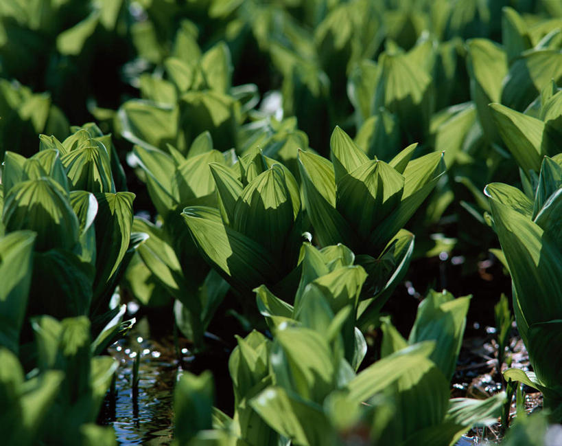 无人,横图,俯视,室外,特写,白天,旅游,度假,美景,植物,叶子,许多,阴影,光线,影子,景观,绿叶,草药,药草,娱乐,中药,阳光,自然,享受,休闲,嫩叶,景色,放松,自然风光,药材,中草药,中药材,本草,藜芦,黑藜芦,山葱,叶,叶片,彩图,高角度拍摄