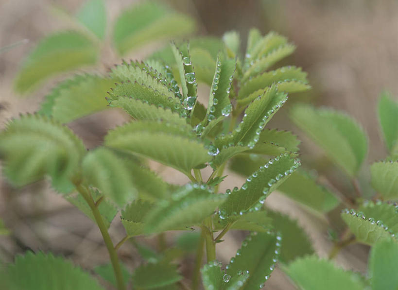 无人,横图,俯视,室外,特写,白天,旅游,度假,草地,草坪,美景,植物,叶子,秋田县,日本,亚洲,朦胧,模糊,景观,绿叶,草药,药草,娱乐,中药,草,绿色,自然,享受,休闲,嫩叶,景色,放松,自然风光,药材,中草药,东亚,中药材,本草,本州,本州岛,日本国,秋田,东北地方,藜芦,黑藜芦,山葱,叶,叶片,彩图,高角度拍摄