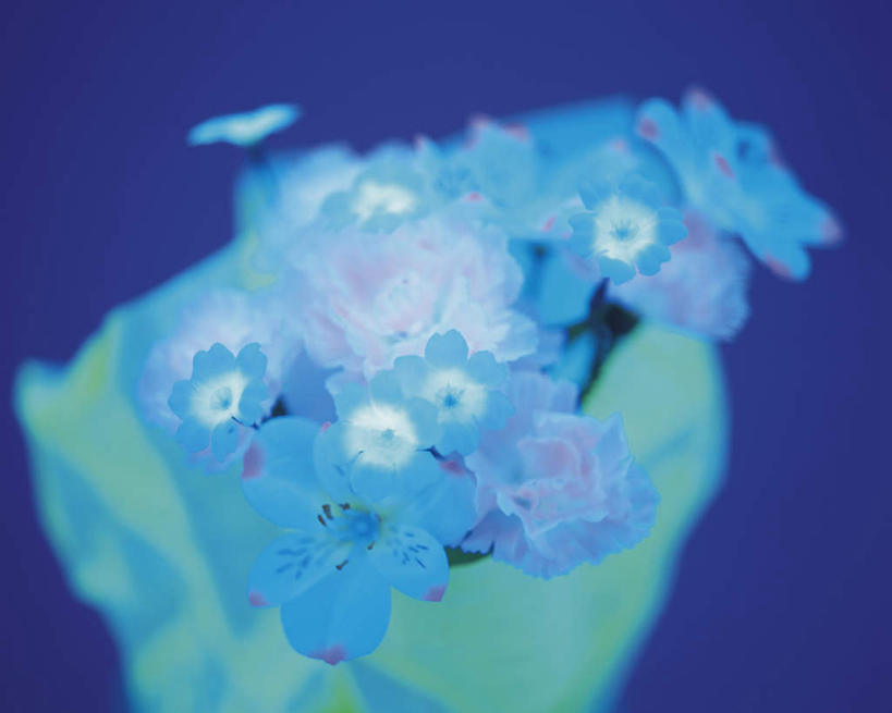 无人,横图,俯视,室内,特写,白天,数码,科技,静物,许多,阴影,蓝色背景,朦胧,模糊,盛开,网络,高光,几何,计算机图形,合成,花蕾,花,花瓣,花朵,鲜花,白色,花苞,花蕊,一束,电脑合成图,数码合成图,写实,具体,具象,彩图,高角度拍摄