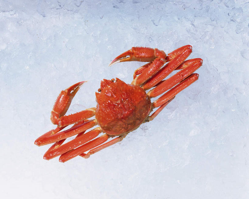 蟹,腿部,腿,无人,横图,俯视,室内,特写,白天,白色背景,一排,整齐,皇后蟹,螃蟹,冰,海洋生物,排列,一只,黄色,寒冷,摄影,影棚,皮匠蟹,雪蟹,队列,水生动物,水生物,海底动物,彩图,高角度拍摄,全身,影棚拍摄,拍摄