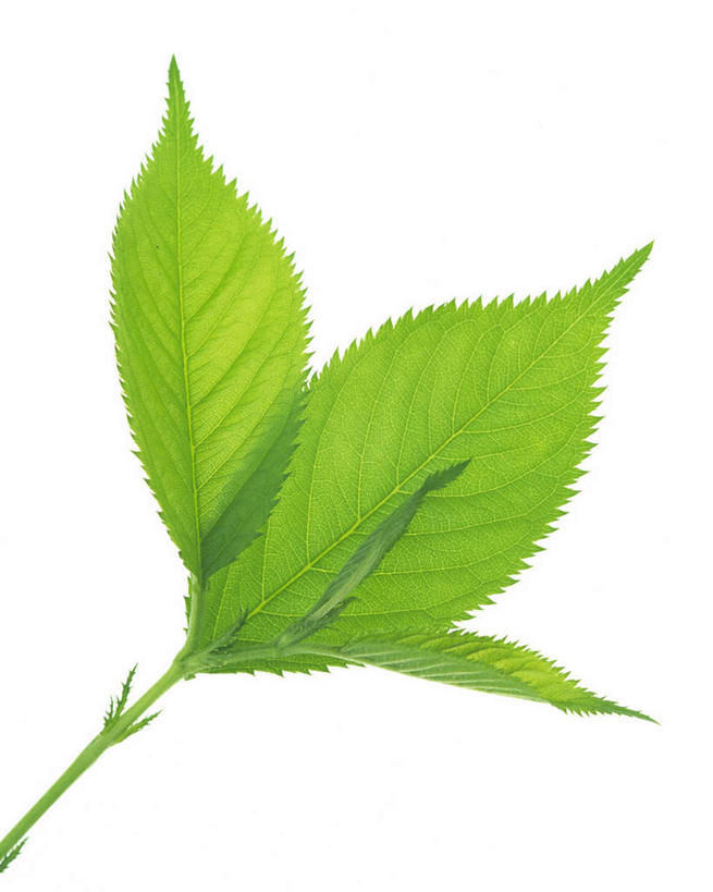 无人,竖图,室内,特写,白天,白色背景,正面,叶子,纹路,茎,绿叶,枝条,三片,绿色,嫩叶,摄影,影棚,叶,叶片,叶脉,彩图,影棚拍摄,拍摄