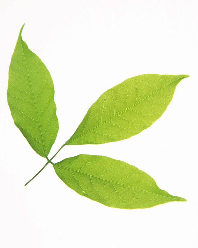 无人,竖图,俯视,室内,特写,白天,白色背景,叶子,纹路,茎,绿叶,枝条,三片,绿色,嫩叶,摄影,影棚,叶,叶片,叶脉,彩图,高角度拍摄,影棚拍摄,拍摄