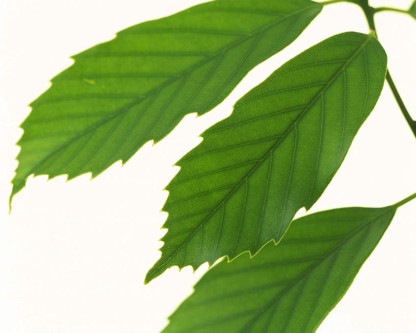 无人,横图,室内,特写,白天,白色背景,正面,叶子,纹路,茎,绿叶,枝条,三片,绿色,嫩叶,摄影,影棚,叶,叶片,叶脉,彩图,影棚拍摄,拍摄