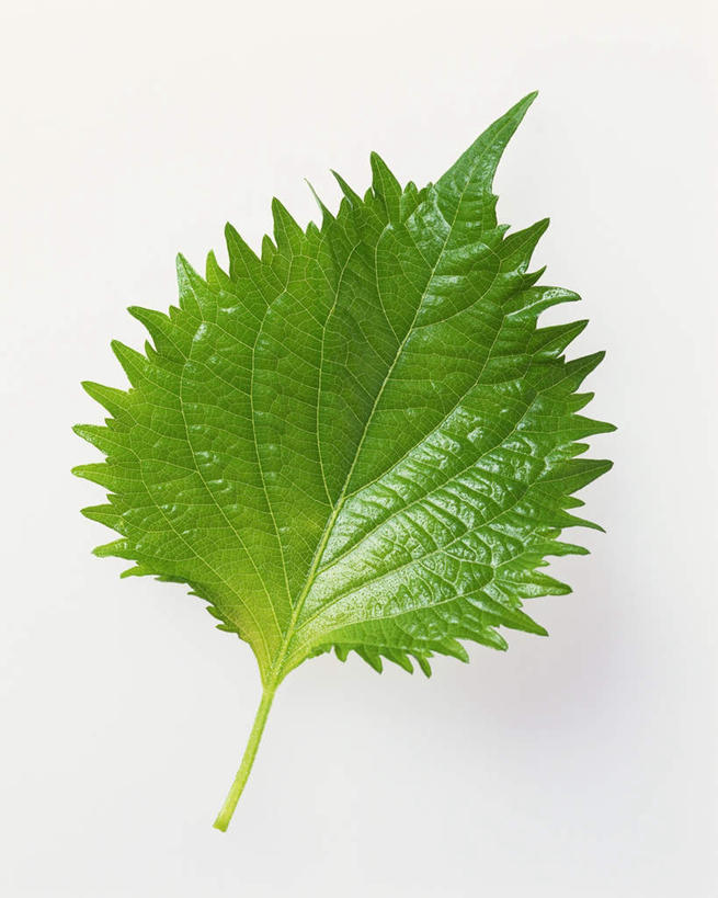 无人,竖图,俯视,室内,特写,白天,白色背景,植物,叶子,一片,纹路,茎,绿叶,草药,药草,中药,绿色,嫩叶,摄影,影棚,紫苏,药材,中草药,中药材,本草,赤苏,红苏,黑苏,叶,叶片,叶脉,彩图,高角度拍摄,影棚拍摄,拍摄