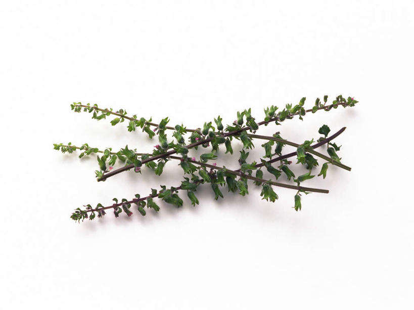 无人,横图,俯视,室内,特写,白天,白色背景,植物,叶子,一排,许多,整齐,绿叶,草药,药草,枝条,中药,排列,嫩叶,摄影,影棚,队列,紫苏,药材,中草药,中药材,本草,赤苏,红苏,黑苏,叶,叶片,彩图,高角度拍摄,影棚拍摄,拍摄