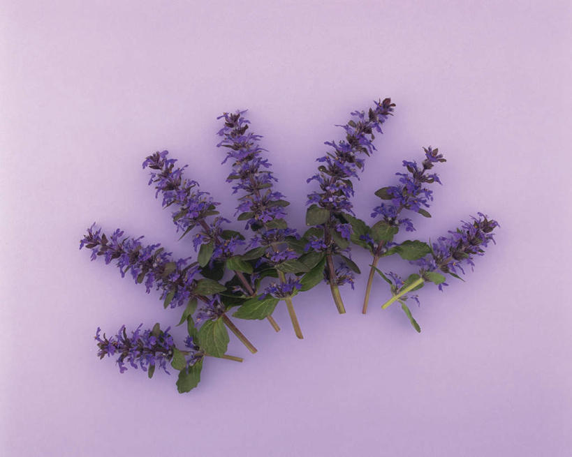 无人,横图,俯视,室内,特写,白天,植物,静物,叶子,一排,许多,紫色背景,整齐,盛开,羽扇豆,绿叶,鲁冰花,花蕾,花,花瓣,花朵,鲜花,排列,紫色,花苞,花蕊,嫩叶,母爱,摄影,影棚,生长,成长,队列,奉献,无私,叶,叶片,彩图,高角度拍摄,影棚拍摄,拍摄