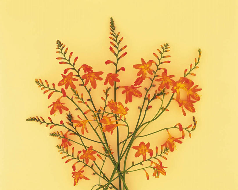 无人,横图,俯视,室内,特写,白天,植物,静物,许多,黄色背景,盛开,草药,枝条,花蕾,中药,花,花瓣,花朵,鲜花,红色,花苞,花蕊,摄影,影棚,鸢尾,药材,中草药,中药材,本草,紫蝴蝶,蓝蝴蝶,乌鸢,扁竹花,彩图,高角度拍摄,影棚拍摄,拍摄