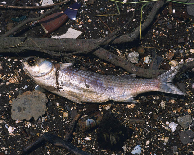 无人,横图,俯视,室外,特写,白天,石头,静物,阴影,光线,鱼,石子,影子,垃圾,纸条,地面,鱼类,阳光,一台,污染,死亡,腐烂,石块,彩图,高角度拍摄,全身