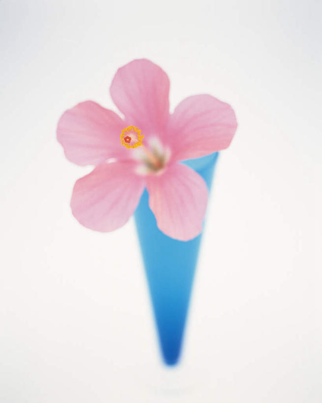 无人,竖图,俯视,室内,特写,白天,白色背景,智慧,静物,花瓶,朦胧,模糊,艺术,盛开,花蕾,文化,花,花瓣,花朵,鲜花,一朵,一个,粉色,蓝色,插花,花苞,花蕊,摄影,影棚,单个,插花艺术,创造,芙蓉花,创作,想象,木芙蓉,拒霜花,木莲,地芙蓉,四面花,转观花,彩图,高角度拍摄,影棚拍摄,拍摄