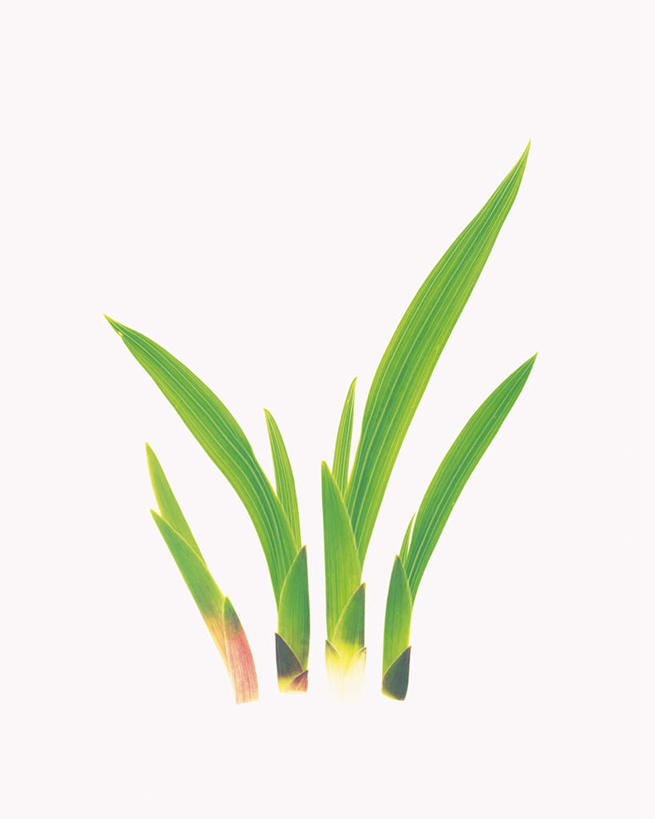 无人,竖图,室内,特写,白天,白色背景,正面,植物,静物,叶子,一排,整齐,绿叶,四根,排列,绿色,嫩叶,摄影,影棚,生长,成长,吉祥,富贵,队列,吉利,富贵竹,开运竹,辛氏龙树,竹蕉,平安,叶,叶片,彩图,影棚拍摄,拍摄