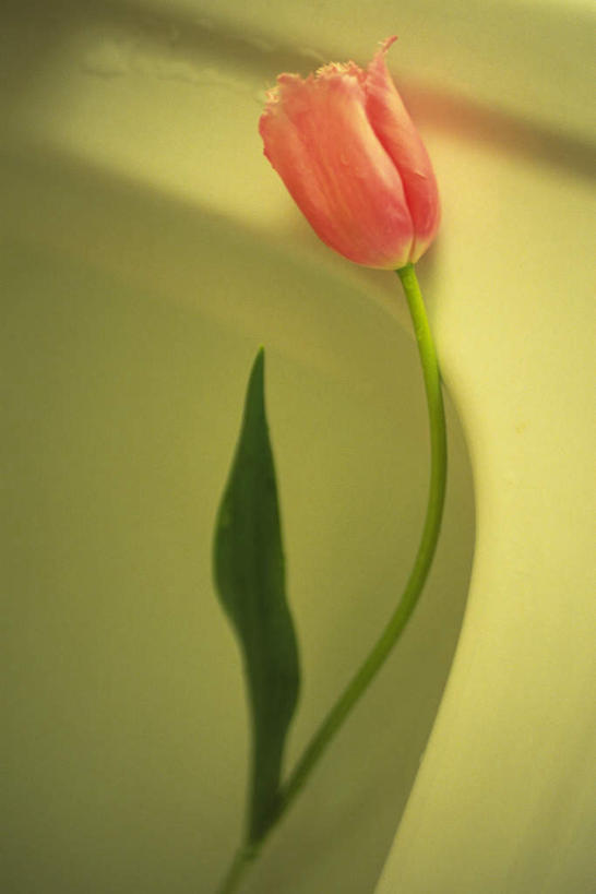 无人,竖图,俯视,室内,特写,白天,郁金香,朦胧,模糊,盛开,花蕾,花,花瓣,花朵,鲜花,一朵,脸盆,花苞,花蕊,郁香,洋荷花,草麝香,彩图,高角度拍摄