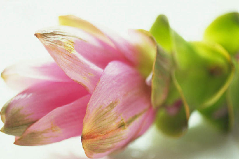 无人,横图,俯视,室内,特写,白天,白色背景,朦胧,模糊,盛开,帝王花,花蕾,花,花瓣,花朵,鲜花,一朵,粉色,花苞,花蕊,摄影,影棚,菩提花,彩图,高角度拍摄,影棚拍摄,拍摄,木百合花