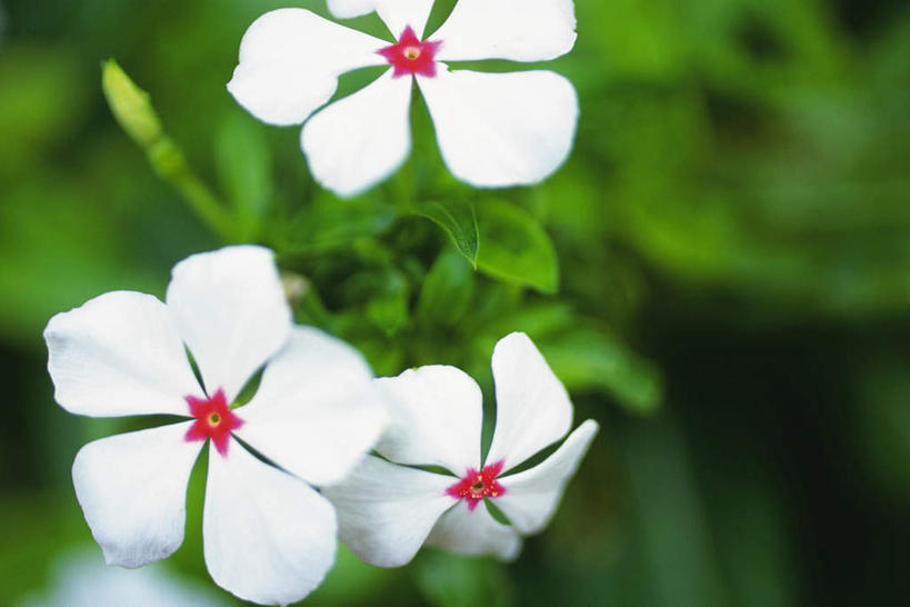 无人,横图,俯视,室外,特写,白天,美景,叶子,三朵,朦胧,模糊,盛开,景观,绿叶,花蕾,赤素馨花,花,花瓣,花朵,鲜花,白色,自然,花苞,花蕊,嫩叶,景色,自然风光,蛋黄花,鸡蛋花,缅栀花,叶,叶片,彩图,高角度拍摄