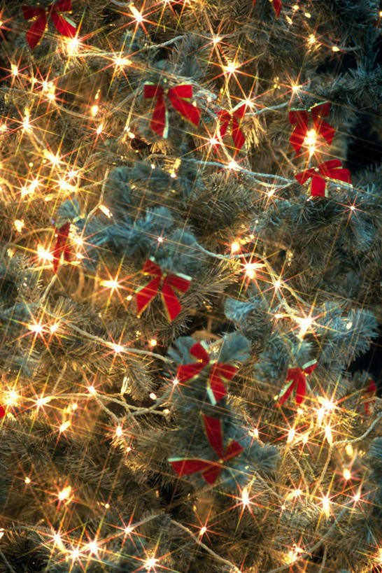 无人,竖图,室内,特写,白天,正面,植物,静物,照明,一棵,许多,朦胧,模糊,装饰,丝绸,丝带,灯光,圣诞树,带子,绸带,灯,树,树木,绿色,自然,蝴蝶结,灯具,生长,成长,华丽,修饰,照亮,点缀,照明设备,衬托,美观,雅致,雅观,彩图