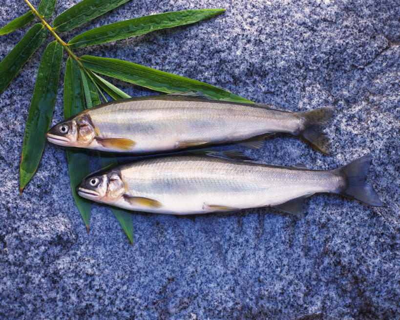 海鲜,无人,横图,俯视,室内,特写,白天,石头,桌面,鳟鱼,叶子,两条,一排,阴影,整齐,光线,石子,影子,竹叶,绿叶,水产,海洋生物,排列,白色,阳光,嫩叶,摄影,影棚,队列,水生动物,海产品,水生物,海底动物,鮅,赤眼鱼,红目鳟,红眼棒,叶,叶片,石块,岩石,野草鱼,彩图,高角度拍摄,全身,影棚拍摄,拍摄