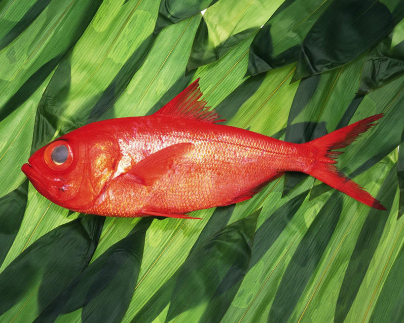 海鲜,无人,横图,俯视,室内,特写,白天,桌面,叶子,一条,许多,竹叶,绿叶,鲷鱼,水产,海洋生物,红色,嫩叶,摄影,影棚,鲷,加吉鱼,铜盆鱼,水生动物,海产品,水生物,海底动物,班加吉,加真鲷,叶,叶片,彩图,高角度拍摄,全身,影棚拍摄,拍摄