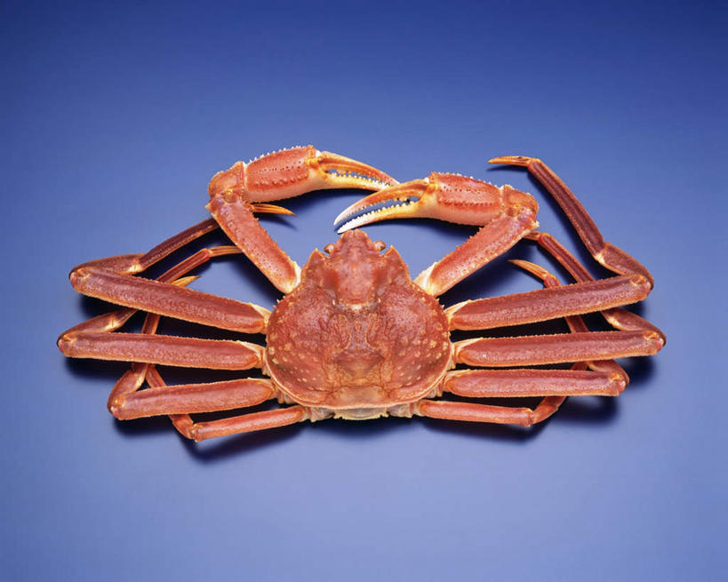 海鲜,无人,横图,俯视,室内,特写,白天,桌面,阴影,蓝色背景,反射,皇后蟹,影子,水产,海洋生物,一只,摄影,影棚,皮匠蟹,雪蟹,水生动物,海产品,水生物,海底动物,彩图,高角度拍摄,全身,影棚拍摄,拍摄
