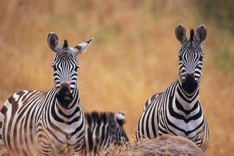 无人,站,横图,室外,白天,正面,草原,美景,植物,斑马,马,野生动物,条纹,枯萎,朦胧,模糊,景观,枯草,注视,草,黄色,自然,动物,观察,看,站着,景色,可爱,牲畜,活泼,三头,观看,察看,关注,自然风光,站立,半身,彩图