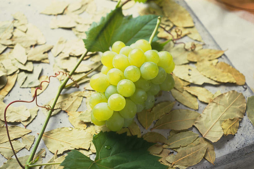 无人,横图,俯视,室内,白天,葡萄,水果,叶子,一串,一堆,阴影,堆叠,堆积,新鲜,光线,影子,生食,食品,果实,绿叶,提子,地面,食物,绿色,阳光,嫩叶,有机食品,绿色食品,堆,葡萄之王,叶,叶片,山葫芦,蒲桃,草龙珠,彩图,高角度拍摄