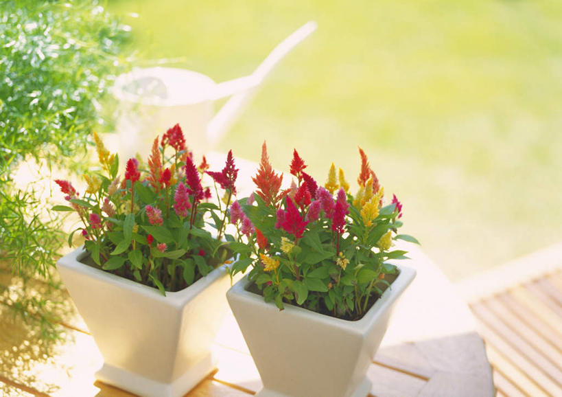 无人,横图,俯视,室外,白天,草地,草坪,植物,花瓶,叶子,许多,阴影,朦胧,模糊,盛开,光线,影子,陶瓷,绿叶,陶瓷制品,花蕾,草,花,花瓣,花朵,鲜花,绿色,阳光,瓶子,花苞,花蕊,嫩叶,鸡冠花,鸡髻花,老来红,芦花鸡冠,叶,叶片,彩图,高角度拍摄