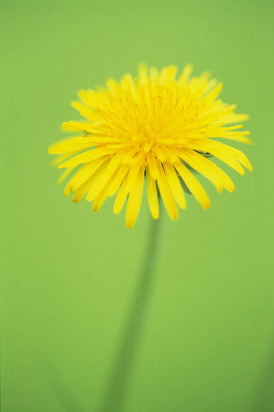 无人,竖图,室内,特写,白天,正面,爱情,蒲公英,绿色背景,盛开,花蕾,花,花瓣,花朵,鲜花,一朵,黄色,花苞,花蕊,摄影,影棚,开朗,蒲公草,尿床草,彩图,影棚拍摄,拍摄