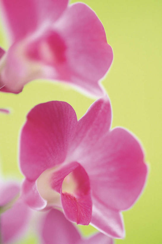 无人,竖图,俯视,室内,特写,白天,黄色背景,朦胧,模糊,盛开,石斛,花蕾,花,花瓣,花朵,鲜花,两朵,粉色,花苞,花蕊,摄影,影棚,石斛兰,金钗石斛,彩图,高角度拍摄,影棚拍摄,拍摄