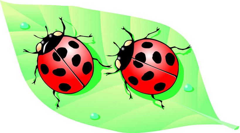 无人,站,横图,俯视,插画,室内,白天,白色背景,数码,科技,植物,瓢虫,叶子,一片,阴影,网络,昆虫,纹理,斑点,绿叶,高光,几何,计算机图形,合成,图画,注视,画,红色,绿色,动物,观察,看,站着,两只,嫩叶,观看,电脑合成图,数码合成图,察看,关注,漫画,益虫,肌理,写实,具体,具象,叶,叶片,叶脉,七星瓢虫,花大姐,站立,彩图,高角度拍摄,全身