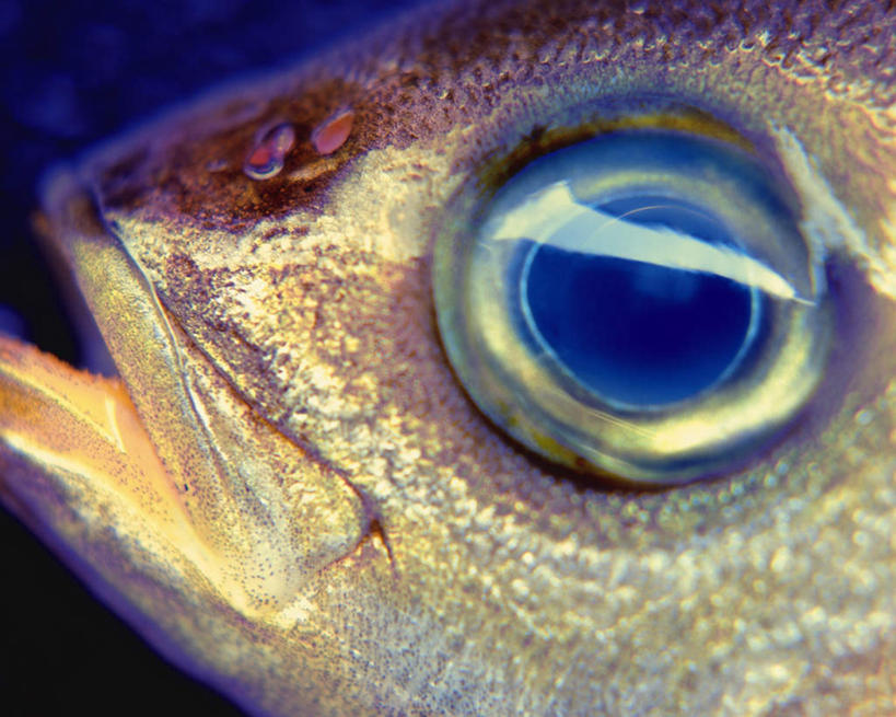 海鲜,眼睛,无人,横图,俯视,室内,特写,白天,一条,阴影,朦胧,模糊,反射,鱼,影子,鲷鱼,水产,鱼类,海洋生物,黄色,摄影,影棚,鲷,加吉鱼,铜盆鱼,真鲷,水生动物,海产品,水生物,红鲷,海底动物,班加吉,加真鲷,红加吉,半身,彩图,高角度拍摄,影棚拍摄,拍摄