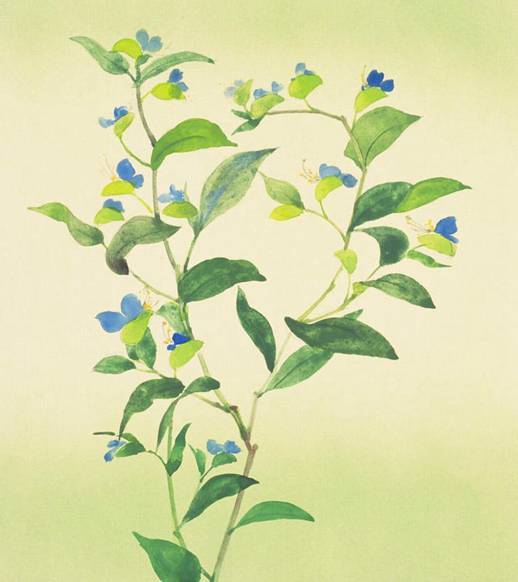 无人,竖图,插画,室内,白天,正面,绘画,数码,科技,植物,叶子,许多,绿色背景,阴影,艺术,盛开,网络,绿叶,高光,几何,计算机图形,古典,合成,图画,文化,画,花,花瓣,花朵,花卉,鲜花,花蕊,品味,嫩叶,美术,电脑合成图,数码合成图,高雅,草本,漫画,写实,具体,具象,美学,鸭拓草,叶,叶片,彩图