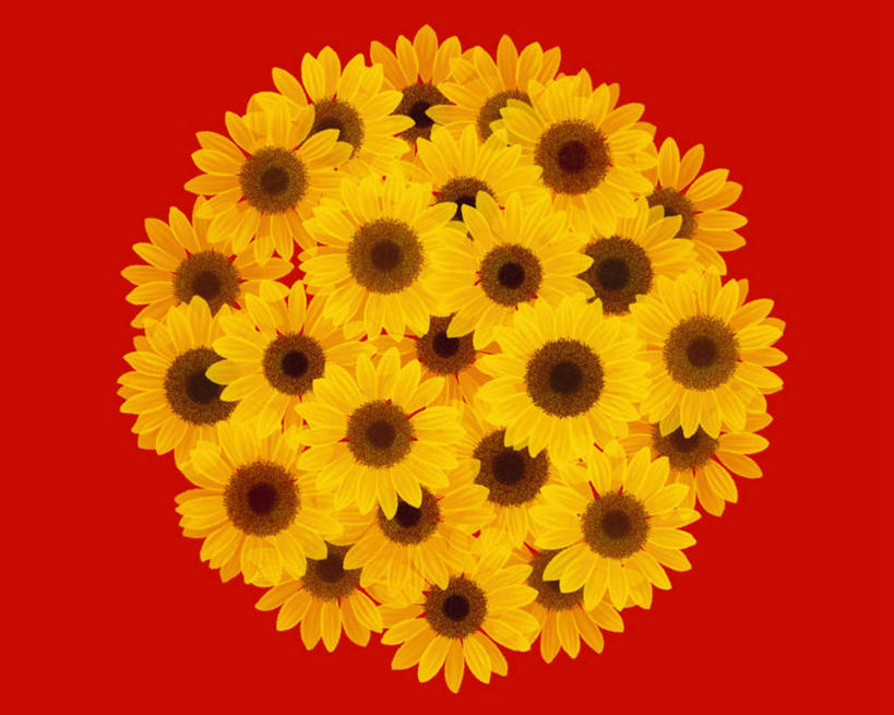 无人,横图,插画,室内,特写,白天,正面,数码,科技,许多,阴影,红色背景,盛开,网络,高光,几何,计算机图形,合成,花蕾,图画,画,花,花瓣,花朵,鲜花,黄色,花苞,花蕊,菊花,电脑合成图,数码合成图,漫画,金光菊,写实,具体,具象,臭菊,黑眼菊,彩图