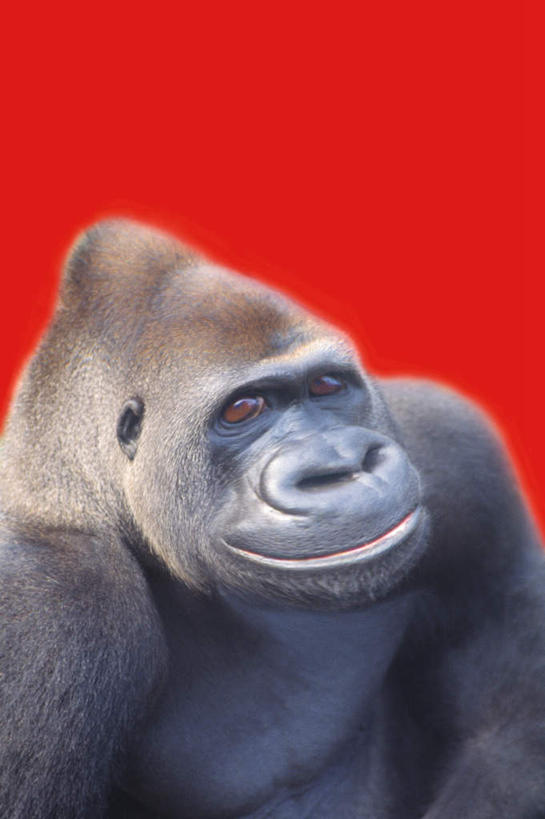 无人,竖图,室内,特写,白天,正面,数码,科技,野生动物,猩猩,一头,阴影,红色背景,网络,高光,几何,计算机图形,合成,注视,动物,观察,看,活泼,观看,电脑合成图,数码合成图,察看,关注,大猩猩,写实,具体,具象,金刚猩猩,半身,彩图