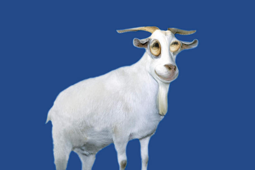 眼睛,无人,横图,室内,特写,白天,正面,数码,科技,野生动物,羊,瞳孔,阴影,蓝色背景,网络,高光,几何,计算机图形,合成,注视,一只,动物,观察,看,眼部,观看,电脑合成图,数码合成图,察看,关注,白山羊,野山羊,写实,具体,具象,北美野山羊,野生白山羊,眼,山羊,彩图,全身