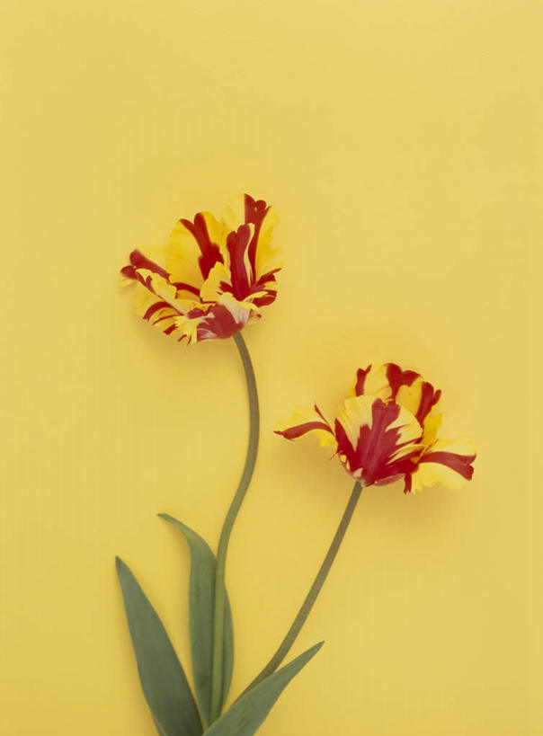 无人,竖图,俯视,室内,特写,白天,植物,郁金香,黄色背景,盛开,花,花瓣,花朵,花卉,鲜花,两朵,红色,花蕊,摄影,影棚,郁香,洋荷花,草麝香,彩图,高角度拍摄,影棚拍摄,拍摄