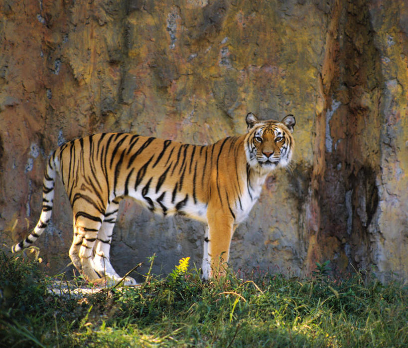 无人,站,横图,室外,白天,侧面,草地,草坪,美景,植物,野生动物,阴影,光线,影子,景观,悬崖,注视,草,一只,绿色,阳光,自然,动物,看,站着,景色,观看,关注,自然风光,凶猛,陡崖,残暴,凶残,老虎,站立,彩图,全身
