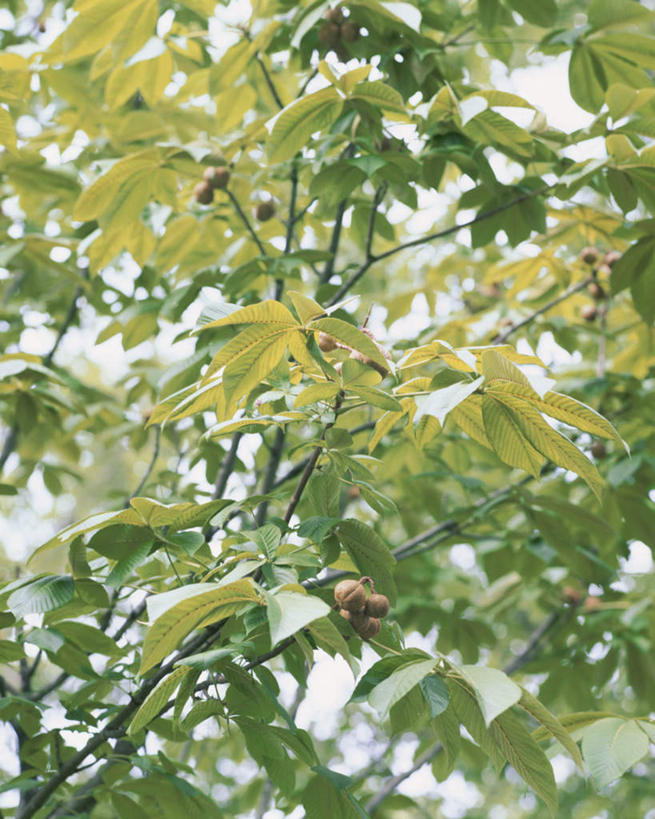 无人,竖图,室外,白天,仰视,旅游,度假,美景,植物,景观,娱乐,树,树木,蓝色,绿色,蓝天,天空,自然,天,享受,休闲,景色,放松,生长,晴朗,成长,自然风光,七叶树,万里无云,娑罗树,晴空,晴空万里,彩图,低角度拍摄