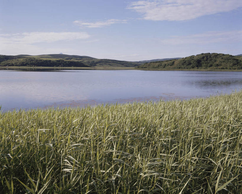 无人,横图,室外,白天,正面,旅游,度假,草地,草坪,美景,山,山脉,植物,芦苇,叶子,北海道,日本,亚洲,景观,山峰,水塘,云,云朵,粽叶,绿叶,山峦,水潭,云彩,娱乐,草,蓝色,绿色,白云,蓝天,天空,自然,群山,天,享受,休闲,嫩叶,景色,放松,晴朗,自然风光,东亚,日本国,箬叶,芦苇叶,北海道地方,北海道岛,叶,叶片,晴空,彩图