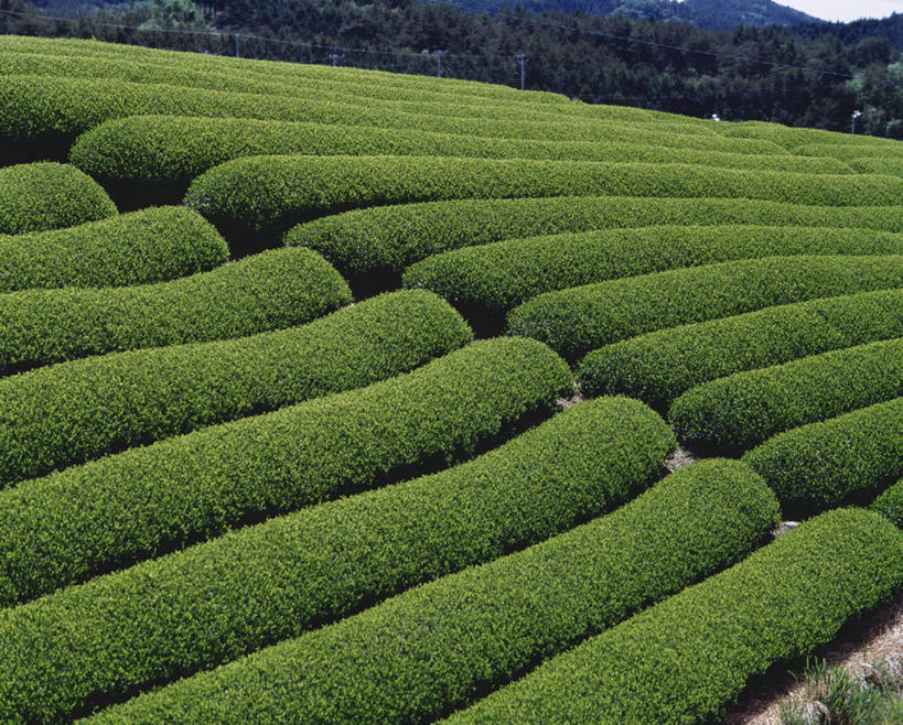无人,农田,横图,俯视,室外,白天,旅游,度假,幸福,庄稼,农作物,草地,草坪,美景,植物,茶,叶子,静冈县,日本,亚洲,一排,阴影,整齐,光线,影子,景观,山坡,茶叶,绿叶,娱乐,茶园,草,排列,绿色,阳光,自然,享受,休闲,温馨,嫩叶,景色,放松,乐趣,提神,舒适,队列,自然风光,醒脑,东亚,本州,本州岛,日本国,中部地方,静冈,叶,叶片,彩图,高角度拍摄,耕地,庄稼田