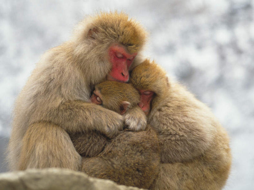 无人,家庭,母亲,儿子,坐,闭眼,抱,睡,横图,室外,白天,侧面,纯洁,石头,温泉,野生动物,猴子,长野县,日本,三只,阴影,朦胧,模糊,光线,石子,影子,阳光,动物,温暖,温馨,母子,一家人,可爱,母爱,童年,童趣,活泼,抱着,和睦,搂着,猕猴,童真,烂漫,无邪,日本猕猴,本州,本州岛,日本国,中部地方,长野,天真,石块,岩石,闭眼睛,闭着眼,闭着眼睛,困,困觉,搂,搂抱,寝息,睡觉,坐着,半身,彩图,融洽,地狱谷,地狱谷温泉,地狱谷野猿公苑