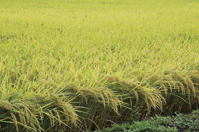 无人,农田,横图,室外,白天,正面,旅游,度假,庄稼,农作物,草地,草坪,美景,植物,日本,亚洲,景观,娱乐,草,绿色,自然,享受,休闲,景色,放松,自然风光,东亚,本州,本州岛,日本国,东北地方,福岛,福岛县,彩图,耕地,庄稼田