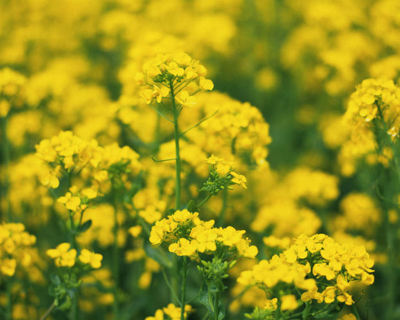 无人,农田,横图,俯视,室外,特写,白天,旅游,度假,庄稼,农作物,美景,植物,许多,朦胧,模糊,盛开,景观,娱乐,花,花瓣,花朵,花卉,鲜花,黄色,自然,花蕊,油菜花,享受,休闲,景色,放松,自然风光,彩图,高角度拍摄,耕地,庄稼田,芸苔,芸薹